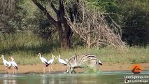 Zebra Escapes the Jaws of 2 Crocodiles