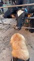 Cow Tries to Lick Golden Retriever