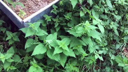 Isırgan Otu Yemeği