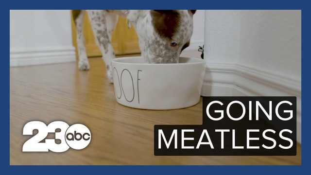 Developing engineered protein for meat-less pet foods