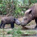 Indian Javan Rhinoceros Extinct in India?