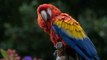 Are Cuban Macaws Extinct?