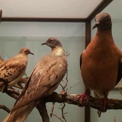 Why did passenger pigeon went extinct?