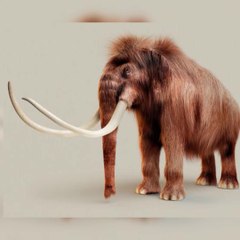 Woolly Mammoth (The Ice age Elephant)