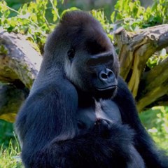 How Strong are Gorillas?