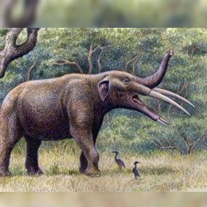 Gomphotheres Four Tusk Elephant
