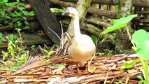 Feathers and Zzz's: A Study of Duck Sleep Habits || Duck Goose Sleep