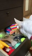 Laugh Out Loud with Fun Animal Shocked Shorts of 2023  #50
