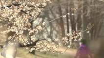 [날씨] 맑고 따뜻한 주말...봄꽃 개화에 '봄기운 물씬' / YTN