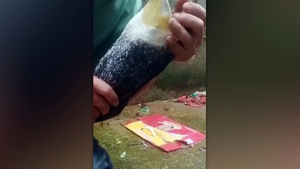 Animales Que Pidieron Ayuda a las Personas