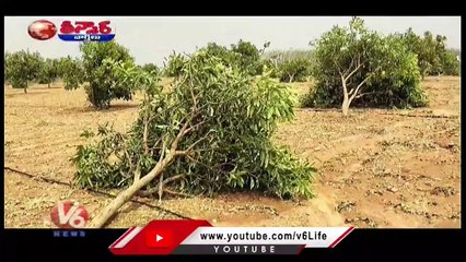 Farmers Facing Huge Loss With Sudden Rains In Telangana _ V6 Teenmaar (1)