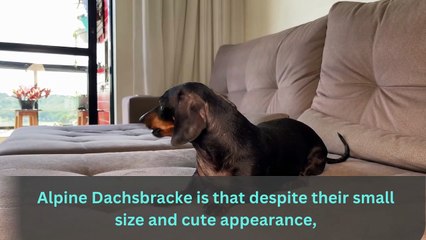 Discover the Hunting Prowess of the Alpine Dachsbracke
