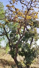 Yellow Palash blooming in the forest of Nimar