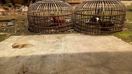 2 pairs of pigeons ready to race