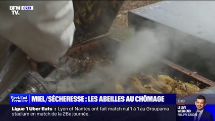 La production de miel impactée par la sécheresse