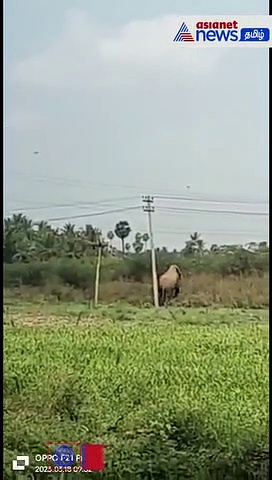 தர்மபுரியில் தாழ்வாக சென்ற மின்கம்பி உரசியதில் காட்டு யானை பலி
