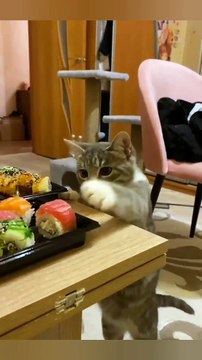 funny vedios try not laugh 2023 | funny animals videos try not laugh 2023.....