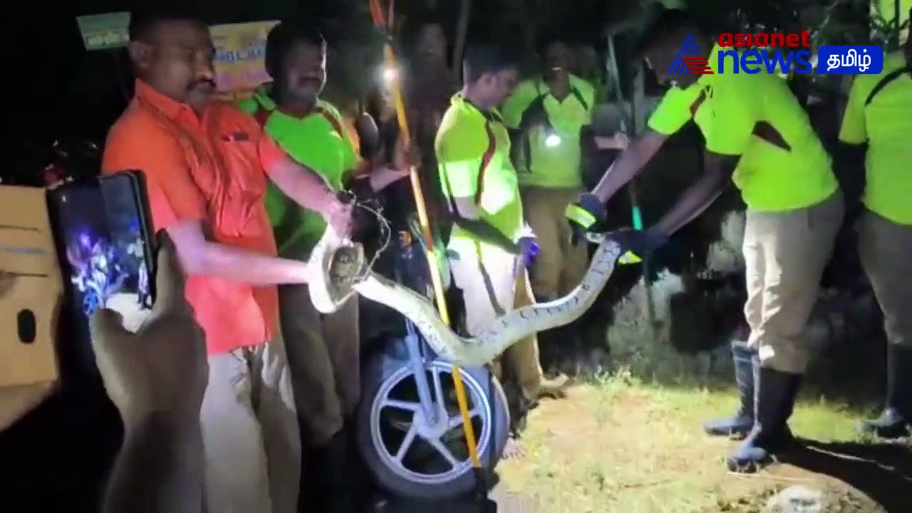 Watch : விருதுநகர் அருகே பெட்ரோல் பங்கிற்குள் புகுந்த மலைப் பாம்பு! அலறியடித்து ஓடிய ஊழியர்கள்!