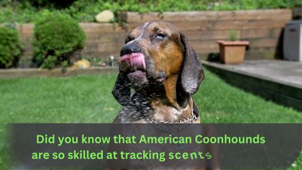 Discover the Incredible Sense of Smell of American Coonhounds