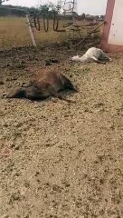 गौशाला बनी श्मशान घाट, मानवीय संवेदनाएं मरीं, ट्रेक्टरों से घसीटकर ले गए गायों को