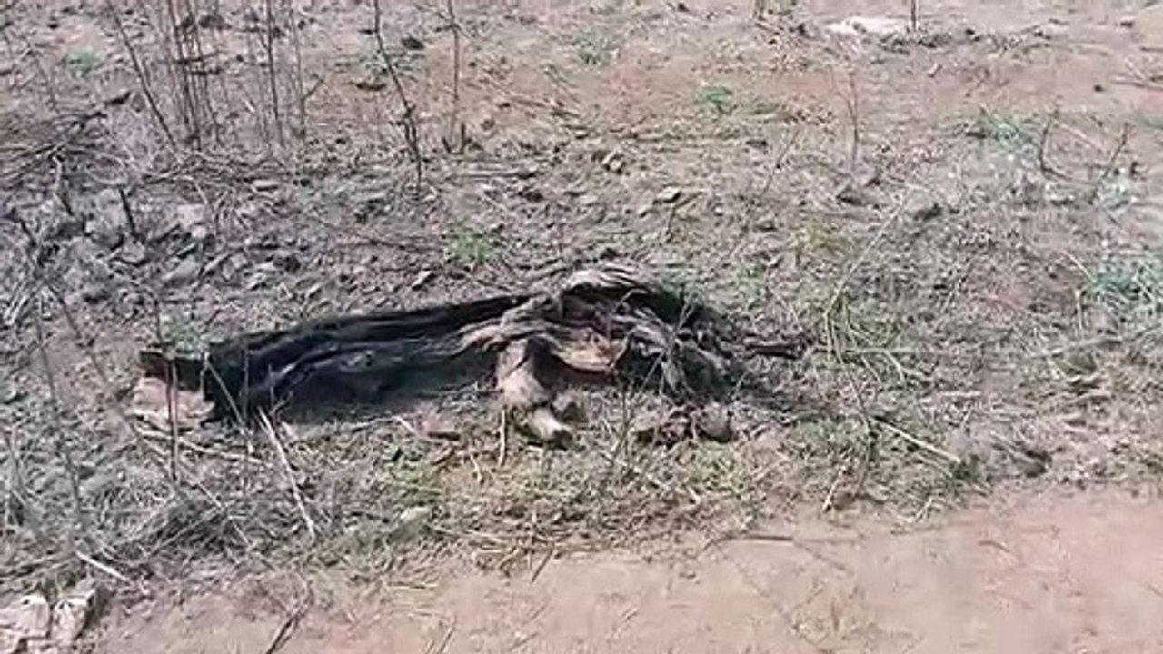 गौशाला बनी श्मशान घाट, मानवीय संवेदनाएं मरीं, ट्रेक्टरों से घसीटकर ले गए गायों को