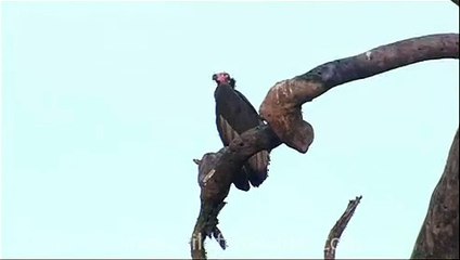 King Vulture on a bare tree