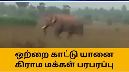 தருமபுரி: மக்களை அச்சுறுத்தும் ஒற்றை காட்டு யானை!