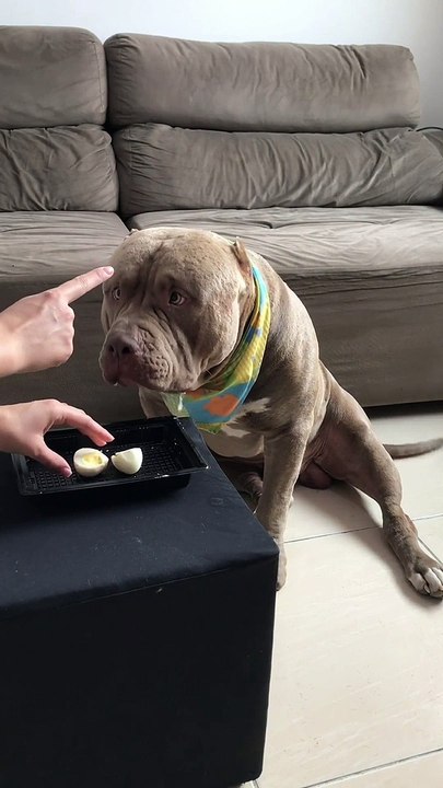 He Waits Patiently For His Snack