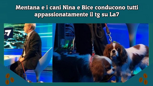 Mentana e i cani Nina e Bice conducono tutti appassionatamente il tg su La7