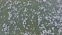 Aparecen millones de peces muertos en el río Darling de Australia