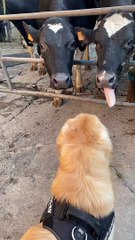 Cow Tries to Lick Golden Retriever