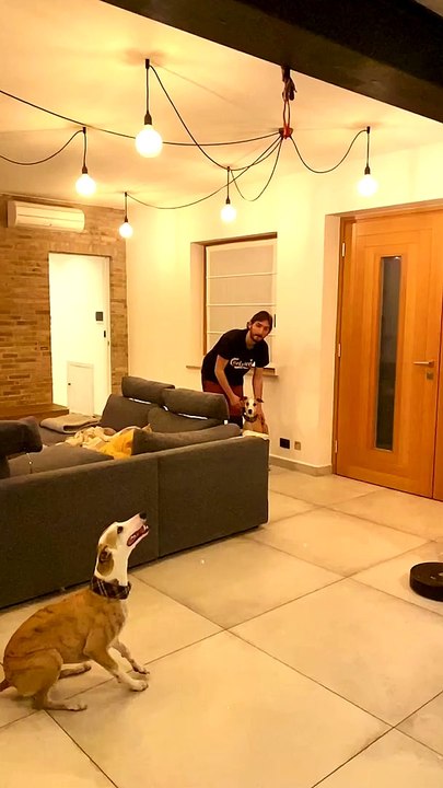 Whippet Jumps All the Way to Ceiling from a Standstill