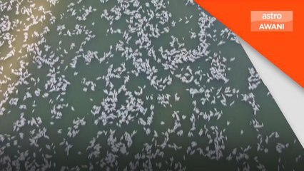 Ratusan ribu ikan mati di sungai Australia