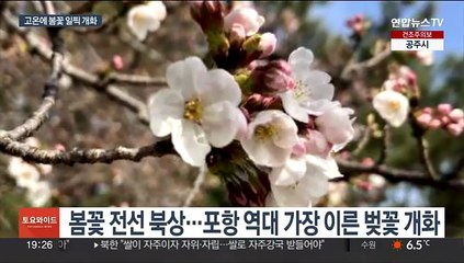 매화 피는데 벚꽃 활짝…서울도 3월 벚꽃 가능성