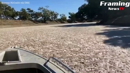Ribuan ikan mati ditemukan mengambang di Sungai Australia
