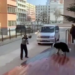 Dog play vally Ball Rare unseen video