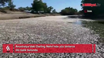 Avustralya’daki Darling Nehri'nde yüz binlerce ölü balık bulundu