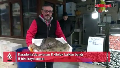 Karadeniz'de avlanan 8 kiloluk kalkan balığı 5 bin liraya satıldı