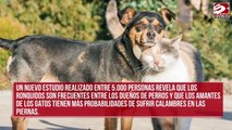 Los dueños de perros y gatos presentan más trastornos de sueño