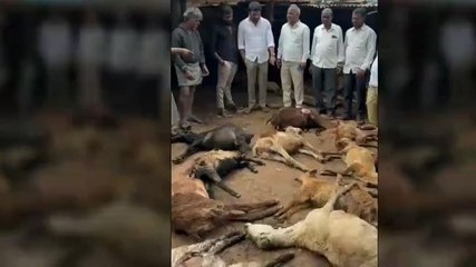 కొండాపూర్: వీధి కుక్కల దాడులు.. 18 గొర్రెలు మృతి