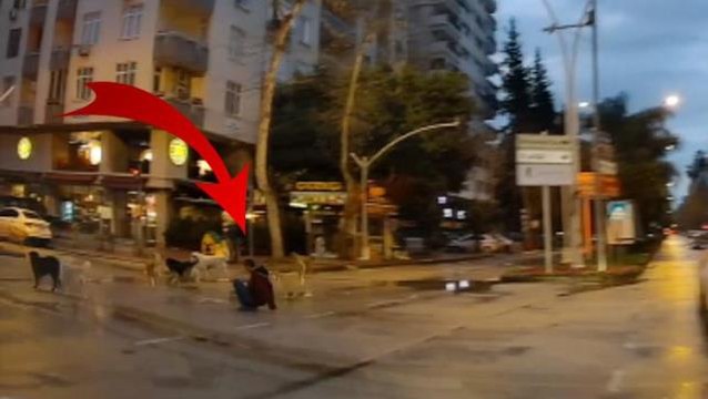 Adana'da başıboş köpeklerin yayaya saldırdığı anlar kamerada