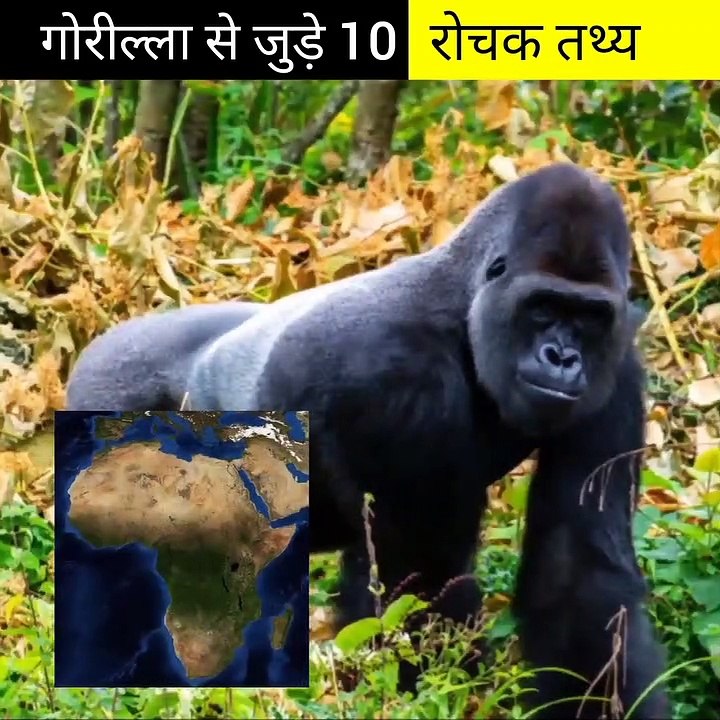 गोरील्ला से जुड़े 10 रोचक तथ्य