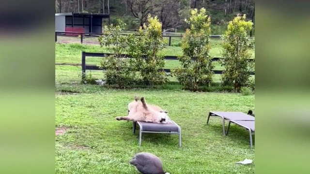 Cat And Dog Funny Video | Cat Dog Fight | Cat And Dog Animal Comedy | Cat And Dog Video