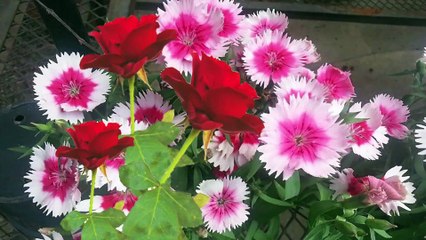 ROSA MOLINA - A Imperio Argentina