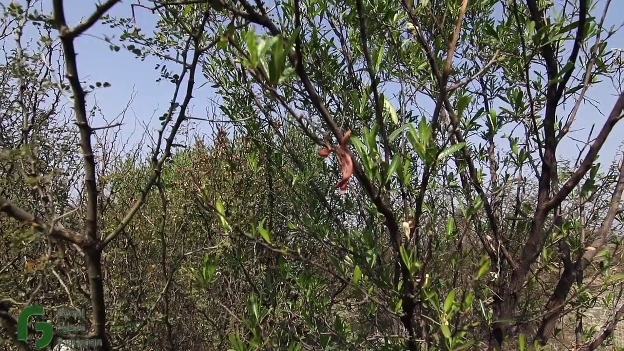 Pakistan's Success Story! Billions of Trees Planted _ Good News Pakistan