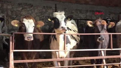 EDİRNE'DE HAYVANLARA 'SAT-2 SEROTİP' HASTALIĞI AŞISI UYGULANMAYA BAŞLANDI