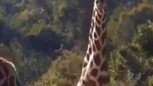 Giraffes fight with their necks.