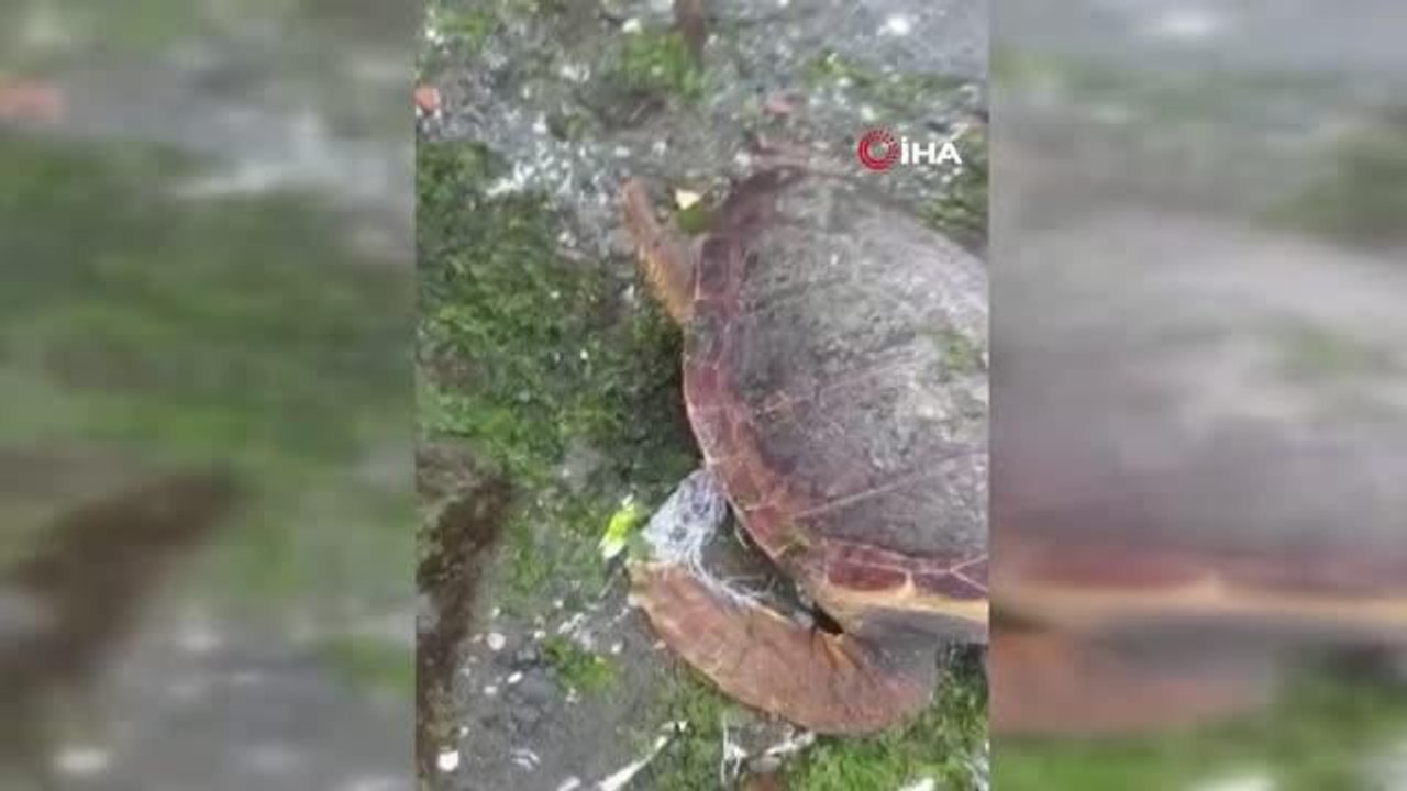 Telef olan caretta caretta Altınova Sahili'nde kıyıya vurdu