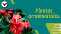 Punto Verde | Cuidado del cultivo y plantas ornamentales