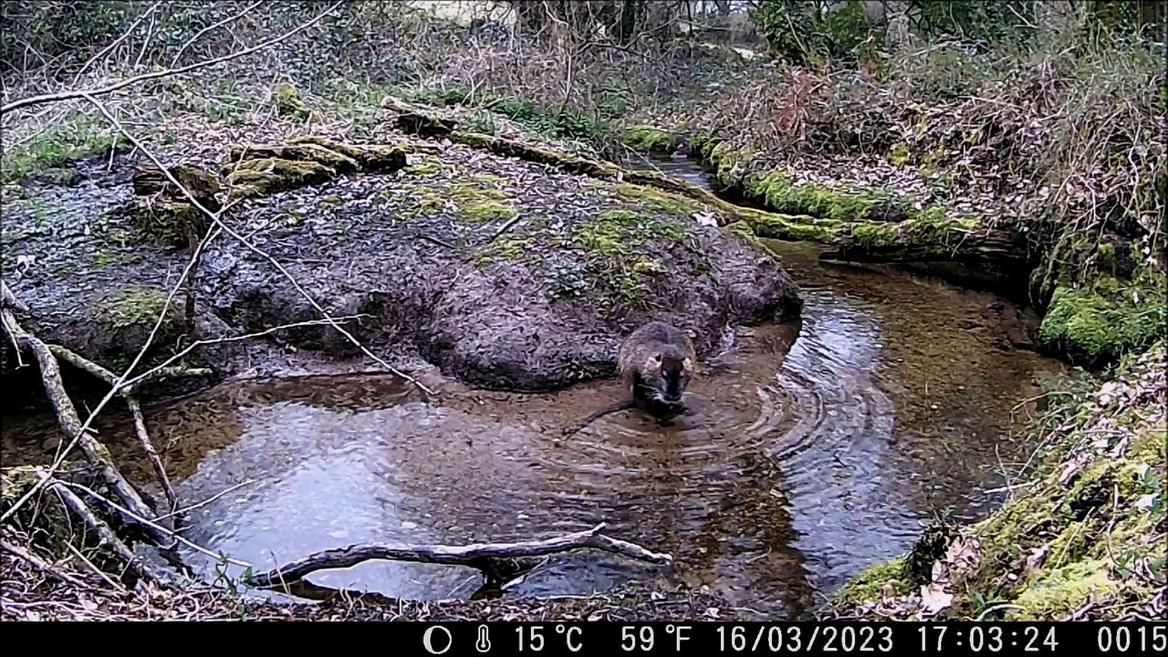 Ragondins filmés en rivière région Bretagne le 17 mars 2023